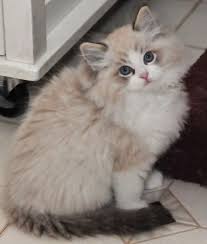 Pin On Cat