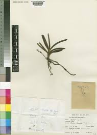 Image result for Ypsilopus erectus