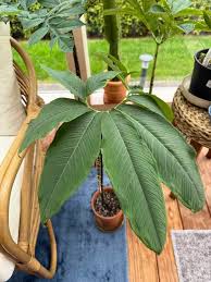 Image result for Sauromatum venosum