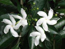 Image result for Tabernaemontana