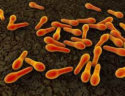 An illness resulting from toxin produced by clostridium botulinum that has infected a wound. Clostridium Botulinum News Research