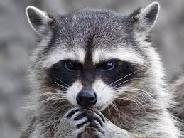 How A Handful Of Americans Got A Terrifying Extremely Rare Disease From Raccoon Poop Business Insider India