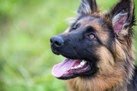 Gentle pets and strong watch dogs, gsds are noble, large, muscular dogs bred for their intelligence and working ability. Types Of German Shepherd All Breed Variations