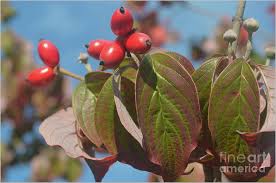 We did not find results for: Dogwood Tree Leaves And Berries Photograph By Luv Photography