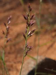 Image result for Enneapogon cenchroides