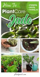 How To Plant Care Jade Propagating Watering Fertilizing Etc Plantymist Plants Jade Plant Care Plant Care