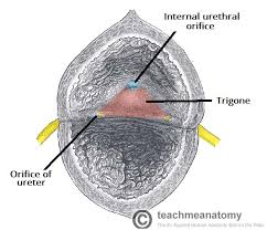 Either way, pain is the body's way of sending a warning signal. Lower Urinary Tract Symptoms Differential Diagnosis Management Teachmesurgery
