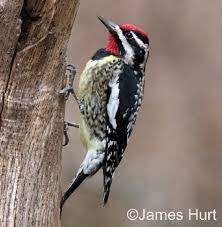 Always look for white in the tail on hooded. Yellow Bellied Sapsucker State Of Tennessee Wildlife Resources Agency