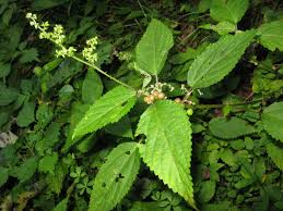 Image result for Laportea alatipes