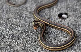 Maybe you would like to learn more about one of these? What Is The Difference Between A Garter Snake And A Garden Snake Survival Freedom