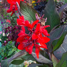 Image result for Canna