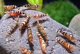 Caridina Serratirostris Nanocaridina