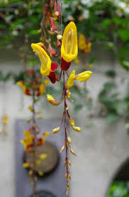 Image result for Thunbergia mysorensis