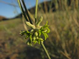 Image result for Orthanthera jasminiflora