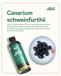 Image result for Canarium schweinfurthii