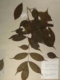 Image result for Dialium schlechteri