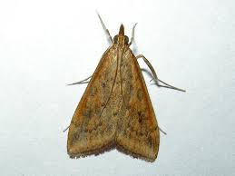 Family titles show number of subfamiles, tribes, genera and species in the following format: Udea Ferrugalis Rusty Dot Pearl Norfolk Micro Moths The Micro Moths Of Norfolk