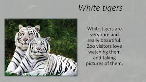 This beautiful nature panel of a white tiger with the nature scene of beautiful snow. White Tigers Online Presentation