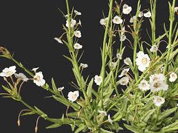 Image result for Mimulus gracilis