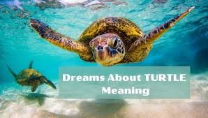 Diagnosis hearing the news you have cancer is accompanied with feeling of fear, despair, anxiousness and anger. Dreams About Turtles Meaning And Interpretation Cool Astro