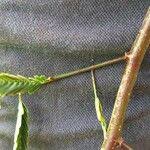 Image result for Aeschynomene sensitiva