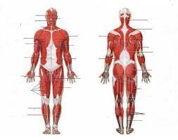 Muscle anatomy quiz for anatomy and physiology! Human Muscular System