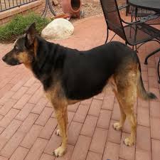 She excells in obedience and took best in class at her first show, second place for best in show. Doggie Vacations Pets Are Welcome Arizona Mountain Inn And Cabins Flagstaff Arizona