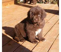Newfoundland · new providence, pa. Brown Newfoundland Puppy Newfoundland Puppies Newfoundland Dog Puppy Brown Newfoundland Puppy