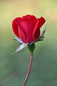 Dsc 0897a Rose Buds Red Rose Flower Beautiful Roses