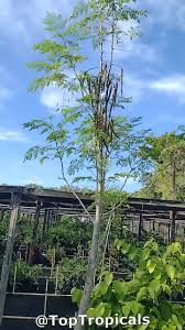Image result for Moringa oleifera