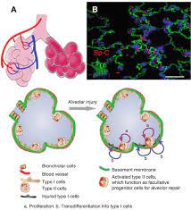 What animal cell organelles are represented well in makena?s model. Type Ii Cells As Progenitors In Alveolar Repair Springerlink