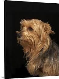 Black And Brown Yorkie Dog Black And Brown Yorkie Left Profile On Black Yorkie Brown Dog Black And Brown