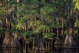 Get menu, reviews, contact, location, phone number, maps and more for riverbend restaurant on caddo lake restaurant on zomato There S No Place Quite Like Mysterious Beautiful Caddo Lake Mylifestylesmag Tylerpaper Com
