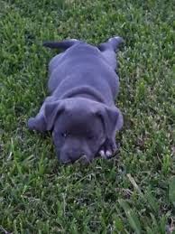 Dogs qld member 4100232827 please contact dogs qld. Area Australia Blue Dogs English Gumtree Pe Penrith Puppies Staffy39s Blue English Staffy 39 S Dogs Puppies Staffy Dog Dogs And Puppies Puppies
