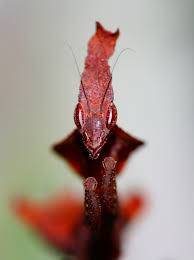 African Ghost Mantis Praying Mantis Orchid Mantis Cool Bugs