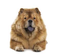The chow chow is a dog breed originally from northern china. Chow Chow Dogs Breed Information Omlet