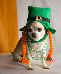My Sweet Dog Chuey In Her St Patrick S Day Outfit The Hat Is A Headband I Bought At The 99 Cent Store Just Had T Cute Chihuahua Chihuahua Love Cute Animals