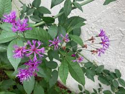 Image result for Vernonia fastigiata