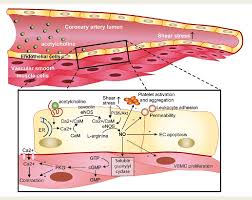 The oxygen sensor's purpose is to send information to the power control module (pcm) regarding the amount of oxygen that exists in the exhaust. Figure 1 From Simply Say Yes To No Nitric Oxide No Sensor Based Assessment Of Coronary Endothelial Function Semantic Scholar