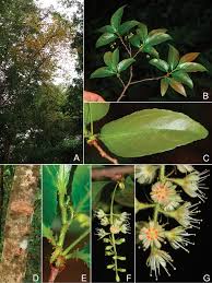 Image result for Homalium