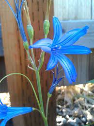 Wild Amaryllis Bulbs Bloomtime Mid Late Spring Color Blue Flower Size 1 1 2 To 2 Plant Height 15 Foliage Gra Bulb Flowers Planting Bulbs Amaryllis Flowers