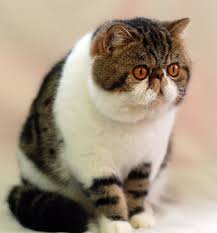 Perbedaannya, kucing ini cenderung berbulu pendek sehingga diberi nama shorhair. 100 Gambar Kucing Exotic Shorthair Paling Hist Gambar Pixabay