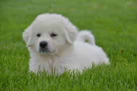 It makes a good watchdog and guardian. The Great Pyrenees Dog Pictures Feeding Diseases Grooming Vaccination