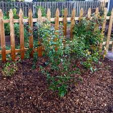 A New Blueberry Bush Garden Installed By Scott Baldelli Bush Garden Blueberry Bushes Garden Design