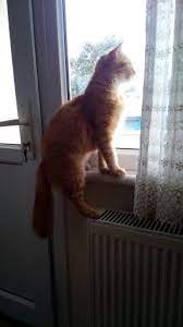 1 cats dogs katzen hunde kediler kopekler panosundaki pin