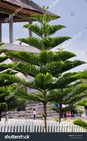 Image result for Araucaria columnaris
