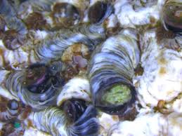 Image result for Macrotyloma rupestre × densiflo