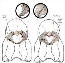 Maybe you would like to learn more about one of these? Male And Female Pelvis In Saddle Fitting
