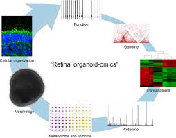 I top view r front view right side view A Look Into Retinal Organoids Methods Analytical Techniques And Applications Springerlink