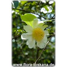 Image result for Oncoba